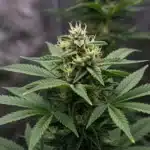 Lemon OG Fast Version: Resinous Flowering Cannabis Bud.