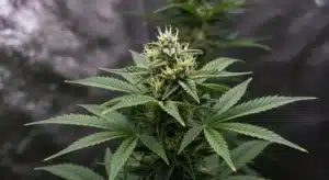 Lemon OG Fast Version: Resinous Flowering Cannabis Bud.