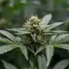 Lemon Skunk CBD (1:30): Resinous Flowering Cannabis Bud.