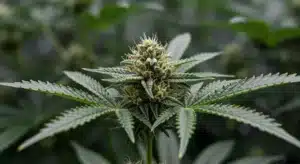 Lemon Skunk CBD (1:30): Resinous Flowering Cannabis Bud.