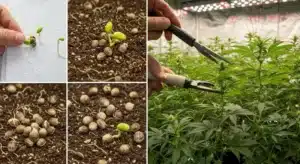 Lemonaid OG: Germination and Early Growth Stages.