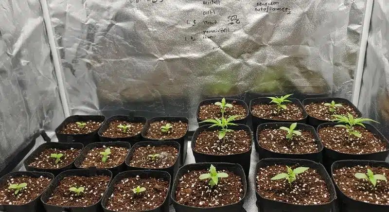 Young Magnum Autoflower plants developing strong roots and stems under controlled indoor growing conditions.