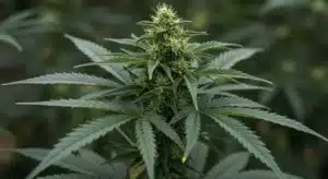 Mamba Negra CBD Auto: Dense Buds with High CBD Content.