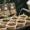 Mandarine Auto: Early Cannabis Germination Stage.