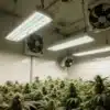 Maple Leaf: Indoor Cannabis Grow with LED Lights.