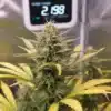 Maracuya Auto: Indoor Cannabis Flowering Stage.
