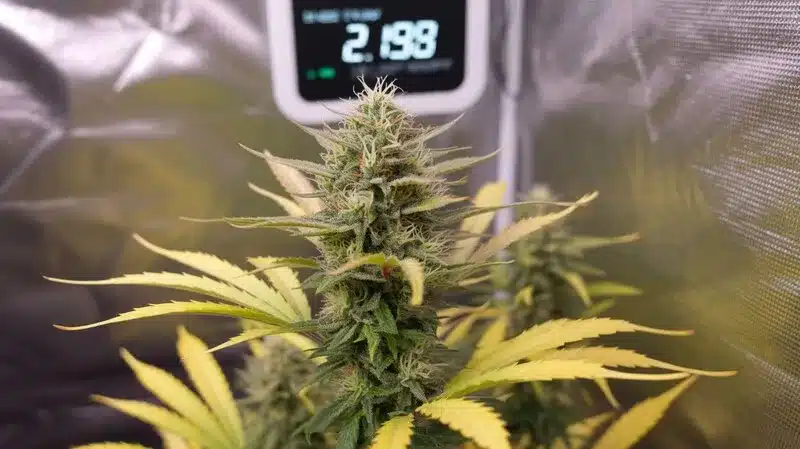 Maracuya Auto: Indoor Cannabis Flowering Stage.