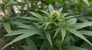 Master Kush Regular: Early Flowering Cannabis Stage.