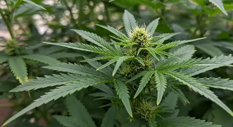 Master Kush Regular: Early Flowering Cannabis Stage.