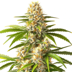 Pineapple Fruz x Permanent Marker cannabis bud with bright green leaves and orange hairs.