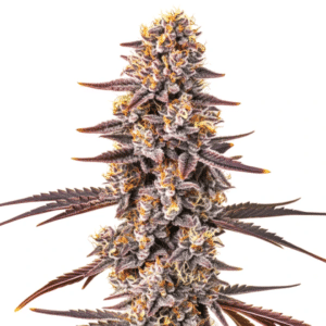 Pluto x Permanent Marker cannabis bud with purple tones and frosty trichomes.