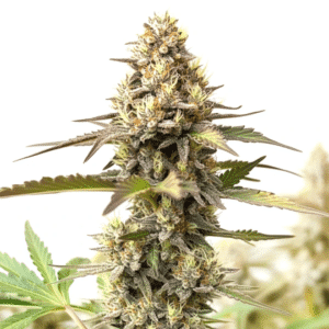 Studio 54 x Permanent Marker cannabis bud with dense structure and frosty trichomes.