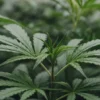 LA Confidential: Early Vegetative Growth Stage