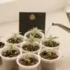 Mamba Negra FBV: Early Cannabis Seedling Growth.