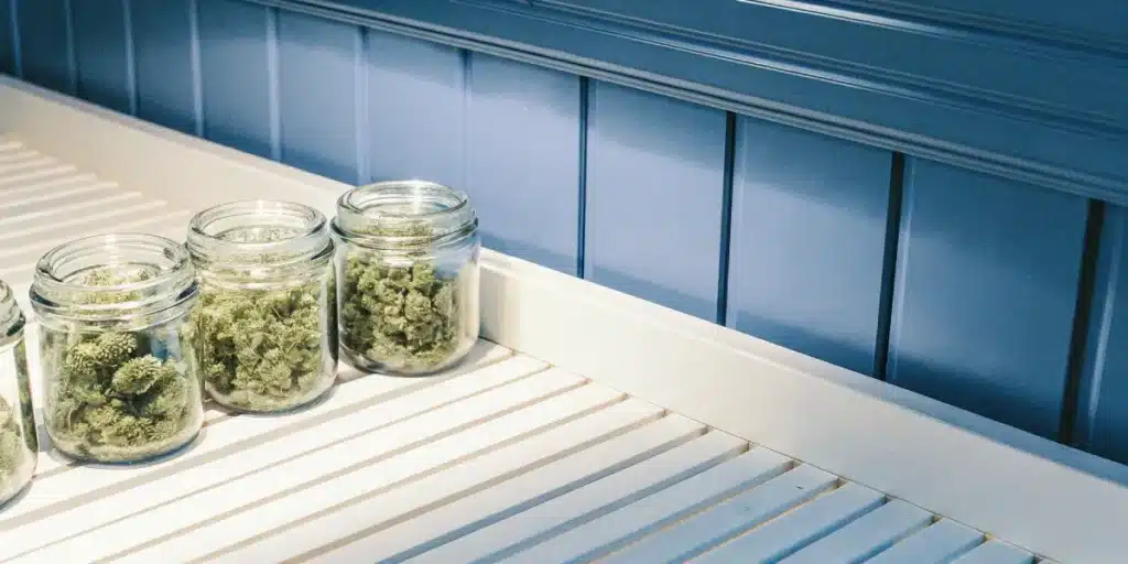Cannabis buds curing inside clear glass jars placed on a white surface under soft natural light.