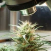 Microscopic inspection of a cannabis flower in a controlled laboratory environment.