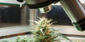 Microscopic inspection of a cannabis flower in a controlled laboratory environment.