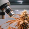 Cannabis bud examined under a microscope in a laboratory environment, highlighting trichomes and flower structure.