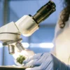 Scientist examining a cannabis bud under a microscope in a laboratory setting