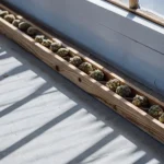 Cannabis buds carefully lined up in a wooden tray near a window with natural light.