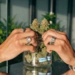 Hands placing cannabis buds into a glass jar for curing and storage.