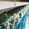Cannabis plants drying on racks inside an indoor facility with controlled airflow and lighting.