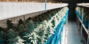 Cannabis plants drying on racks inside an indoor facility with controlled airflow and lighting.