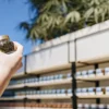 Hand holding a sealed glass jar containing cannabis flower during outdoor quality control and storage inspection.