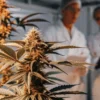 A mature cannabis plant in the flowering stage growing indoors while laboratory technicians conduct quality control and cultivation monitoring under controlled conditions.