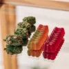 Assorted cannabis gummies in red and yellow tones next to frosted cannabis buds displayed on a reflective glass table.