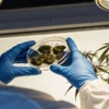 Scientist wearing blue gloves examining cannabis buds in a petri dish under laboratory lighting next to a cannabis plant.