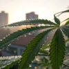 Cannabis leaf with morning dew drops against blurred city skyline at sunrise.