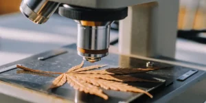 Dried cannabis leaf examined under a microscope during laboratory analysis of plant structure.
