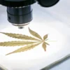 Macro view of a cannabis leaf examined under a laboratory microscope for detailed structural analysis.