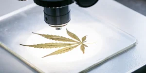 Macro view of a cannabis leaf examined under a laboratory microscope for detailed structural analysis.