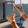 Scientist holding a cannabis leaf sample in a test tube during laboratory analysis.