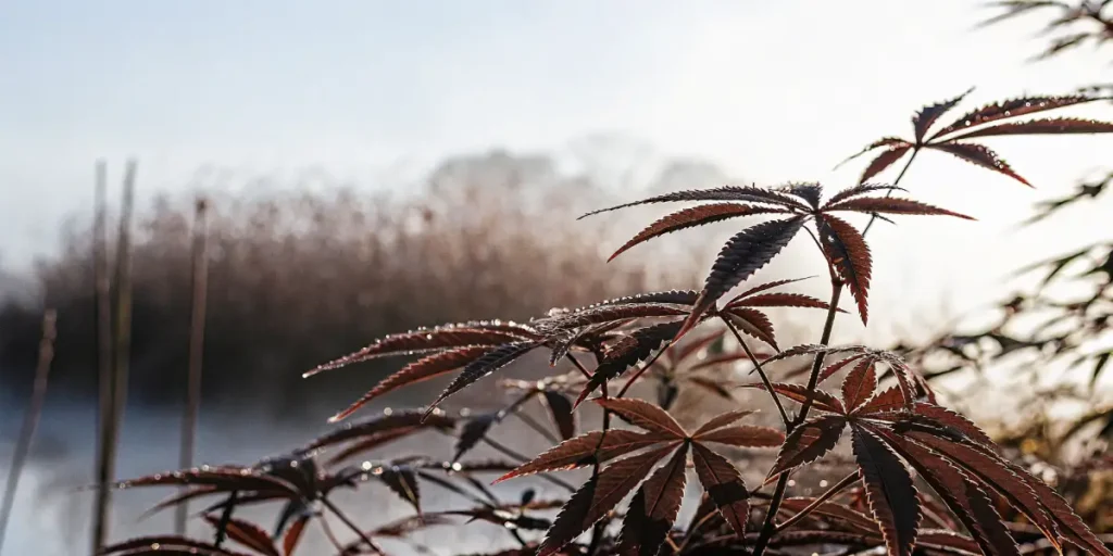 Cannabis leaves covered with morning dew, displaying red and green tones under soft natural light.