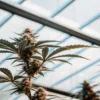 Cannabis plant flowering in a greenhouse with dense buds and serrated leaves under natural light.