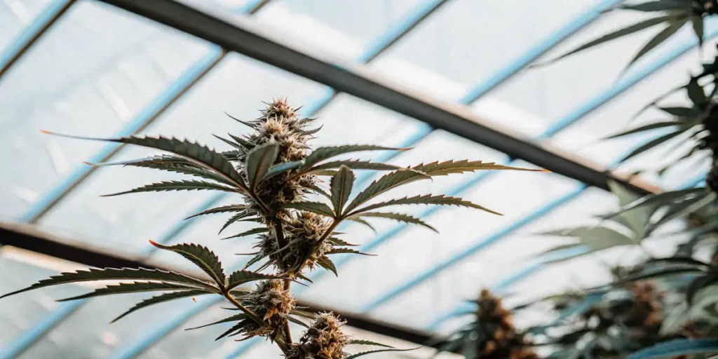Cannabis plant flowering in a greenhouse with dense buds and serrated leaves under natural light.
