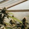 Flowering cannabis plant with dense buds growing inside a greenhouse under soft natural light.