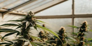 Flowering cannabis plant with dense buds growing inside a greenhouse under soft natural light.