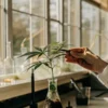 Scientist observing a young cannabis plant growing in a laboratory flask under natural light