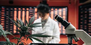 Cannabis plant analyzed in a high-tech laboratory next to a microscope during genetic research.