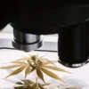 Cannabis plant sample examined under a microscope during laboratory analysis of leaf structure and growth.