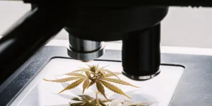 Cannabis plant sample examined under a microscope during laboratory analysis of leaf structure and growth.