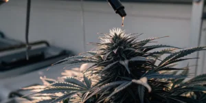 Cannabis plant flower receiving oil drops from a dropper during laboratory treatment under controlled lighting.