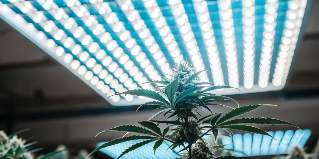 Cannabis plant flowering under bright LED grow lights, showing healthy leaves and developing buds indoors.