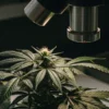 Close-up of a healthy cannabis plant under a microscope during laboratory analysis of trichomes and plant development.
