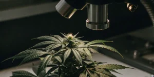 Close-up of a healthy cannabis plant under a microscope during laboratory analysis of trichomes and plant development.
