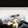 Gloved hands inspecting cannabis buds on a drying tray during laboratory quality control process.